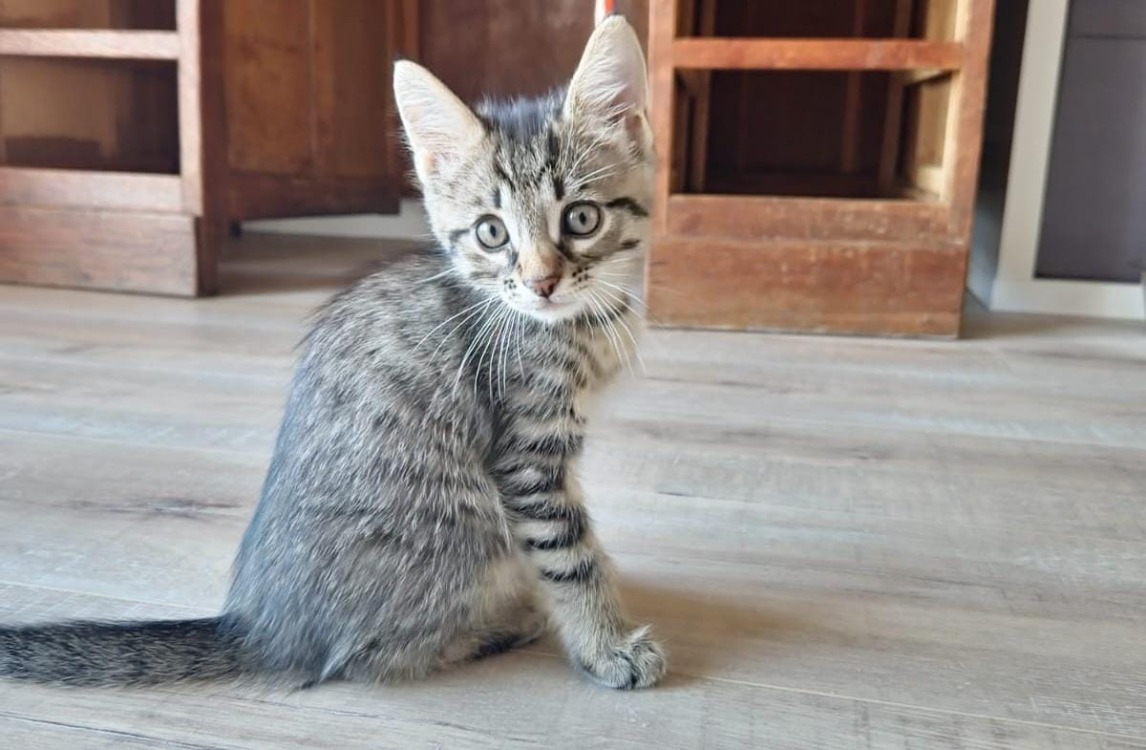 TIGRIS