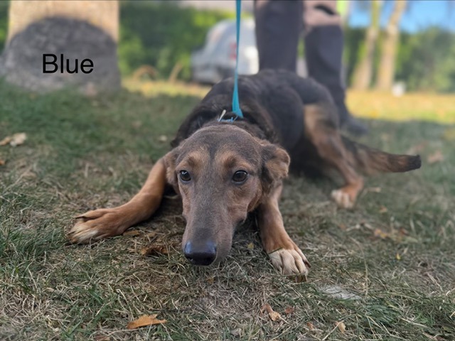Blue