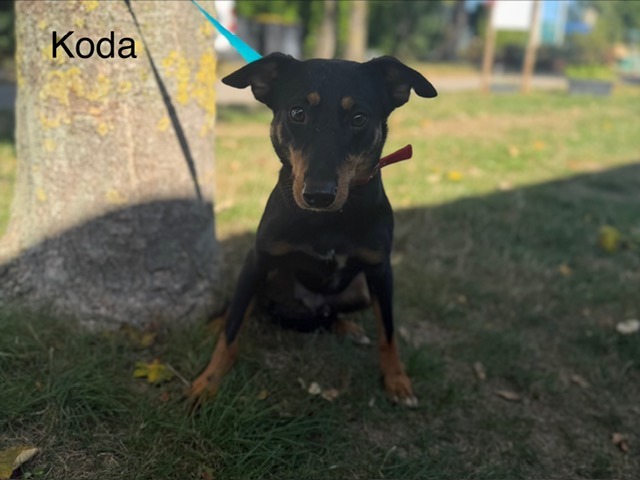 Koda