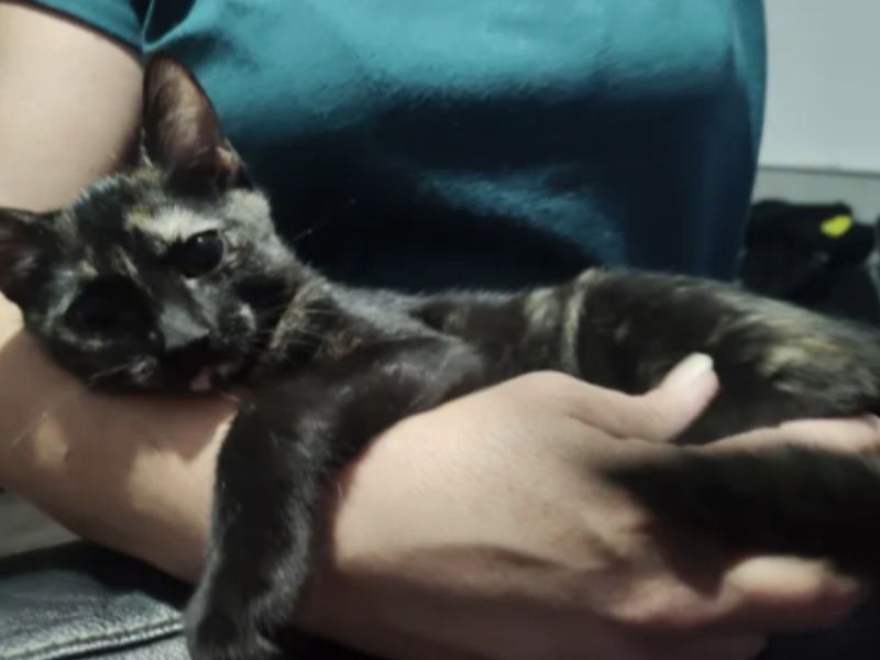 BASTET