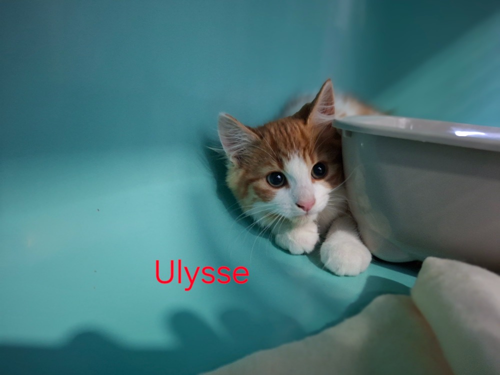 Ulysse
