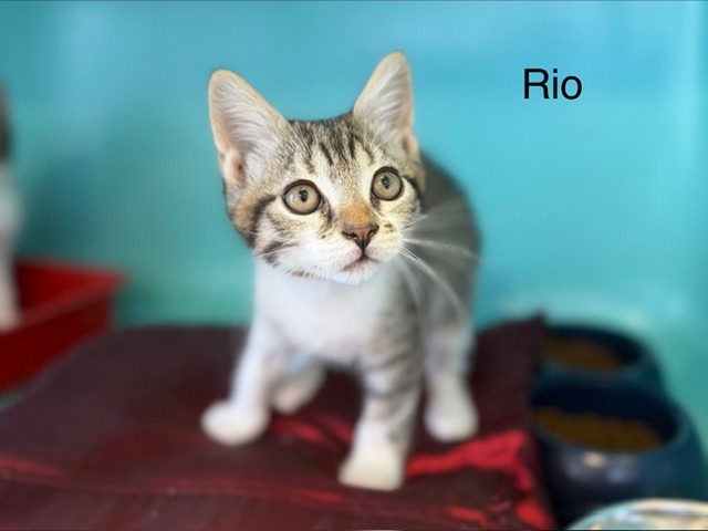 RIO