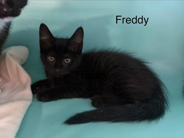 FREDDY