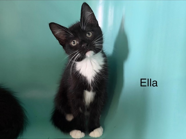 ELLA