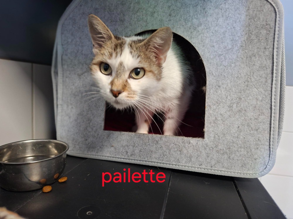Paillette
