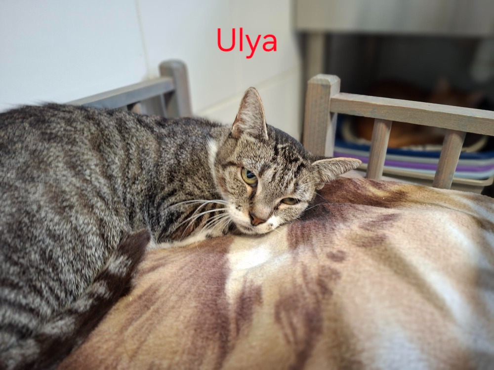 ULYA