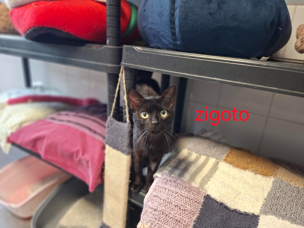 Zigoto