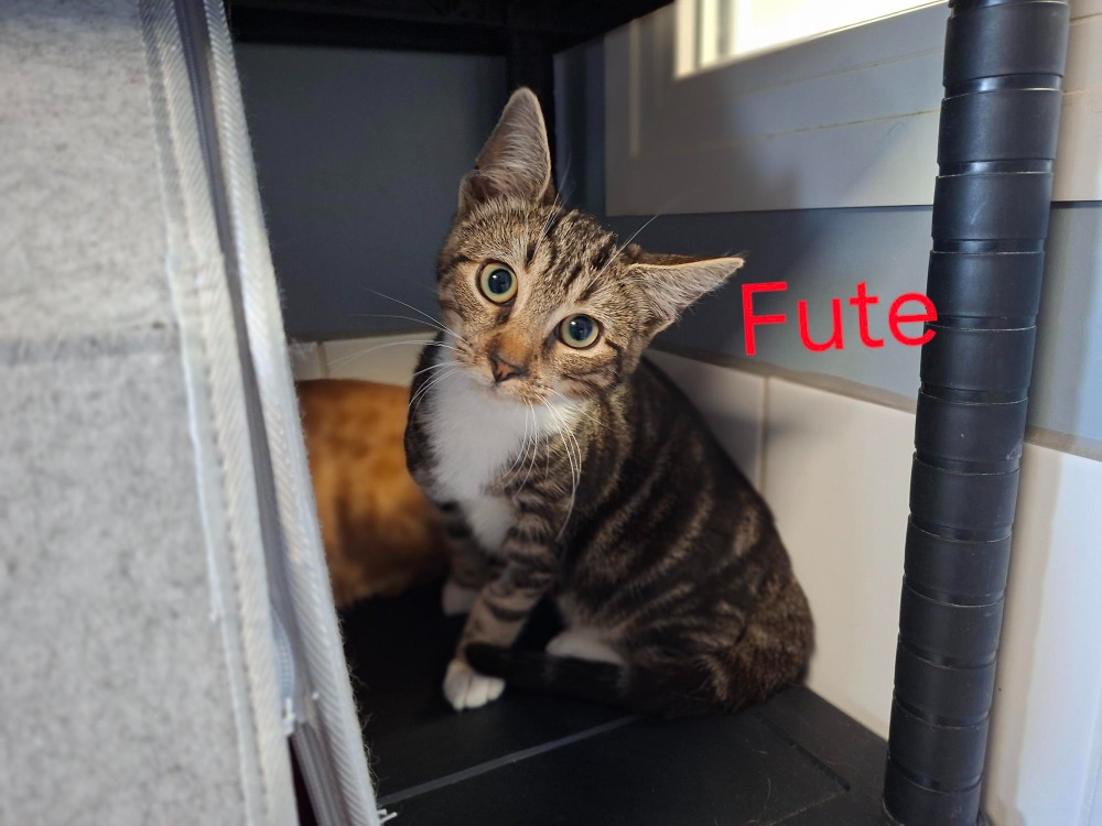 FUTE