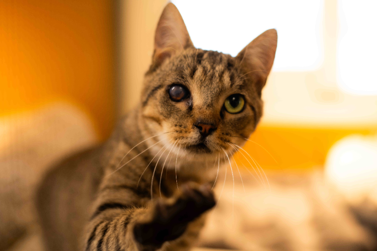BALOU (RESERVE) A17523