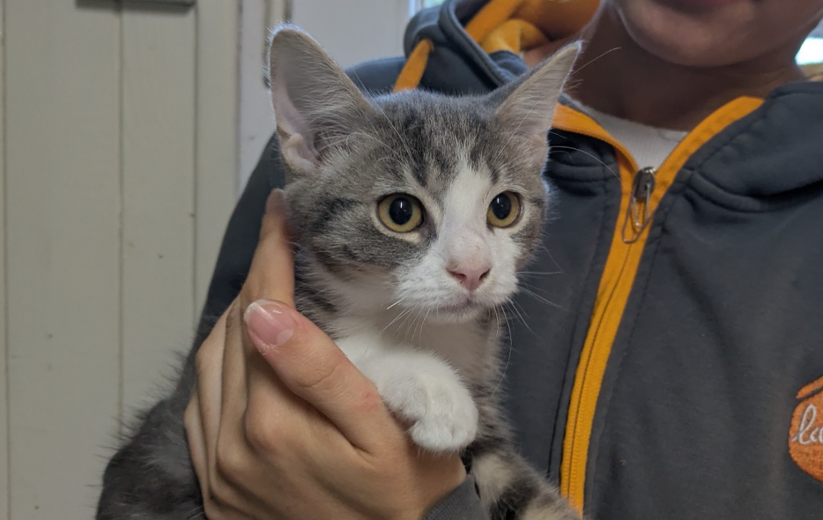 Zipette [Chaton]