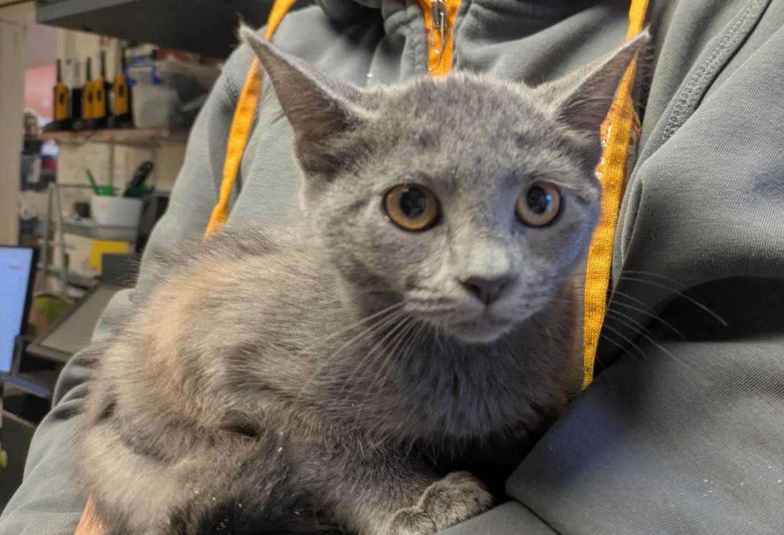 Silver [Chaton]