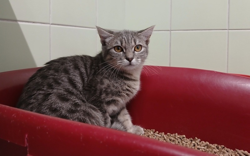 Cleopatre