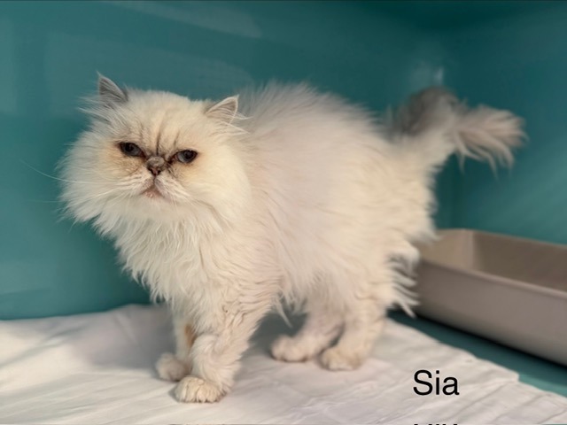Sia
