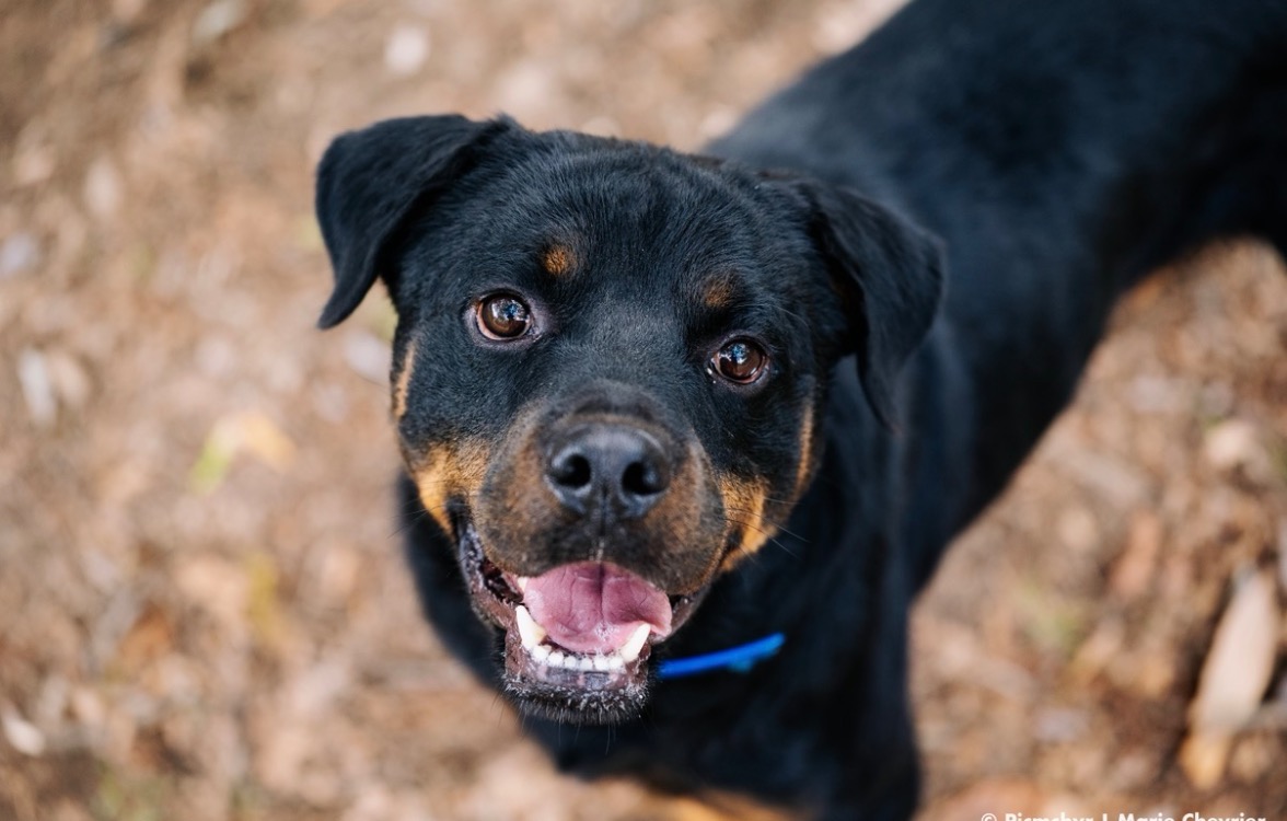 Rotti