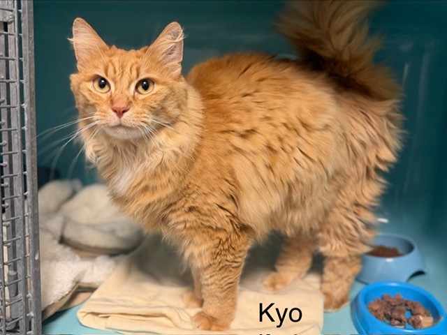 Kyo