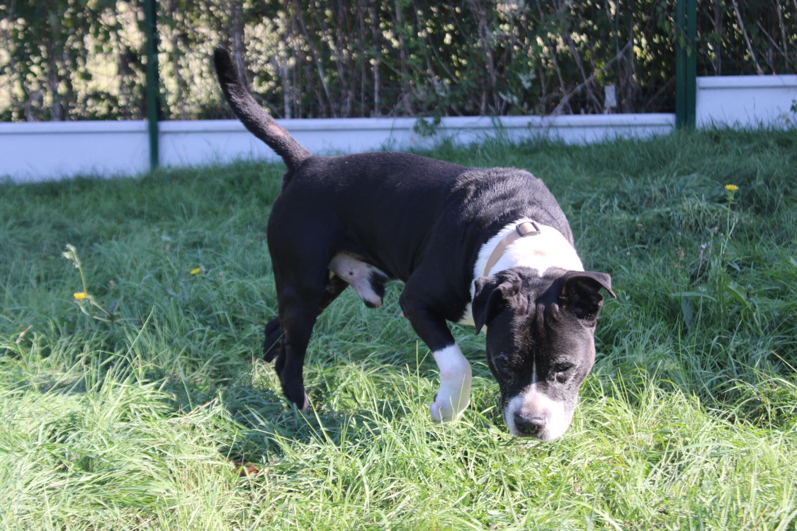 tyson