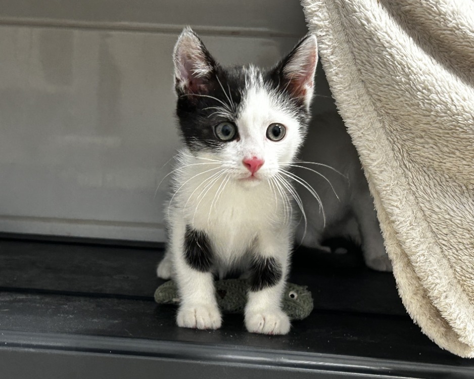 NOVA