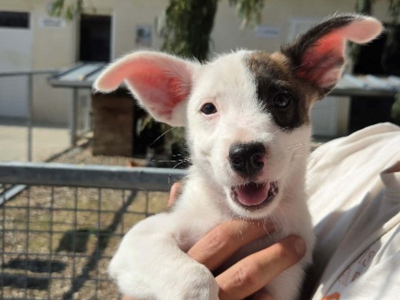 Bella (en cours d'adoption)