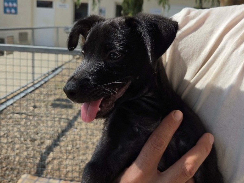Bandit ( En cours d'adoption )