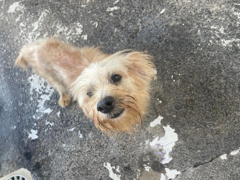 FERGUS