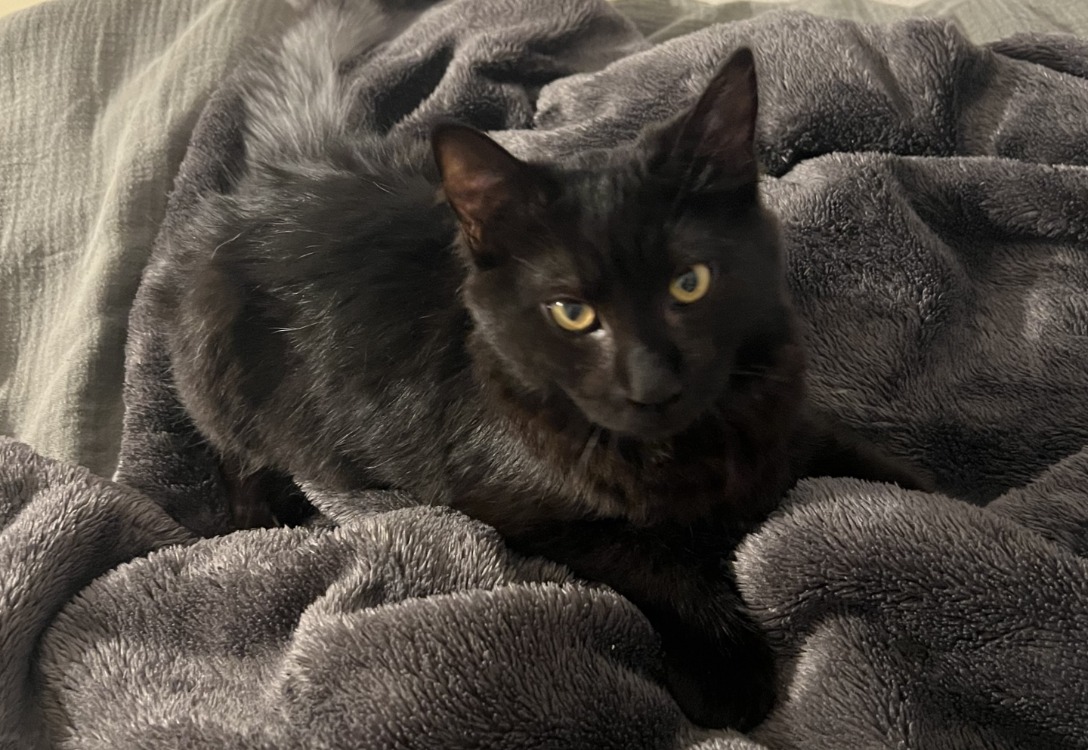 BAO (en cours d’adoption)