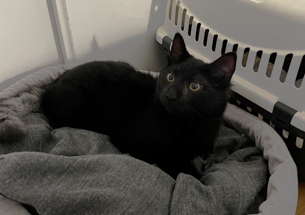 BAO (en cours d’adoption)