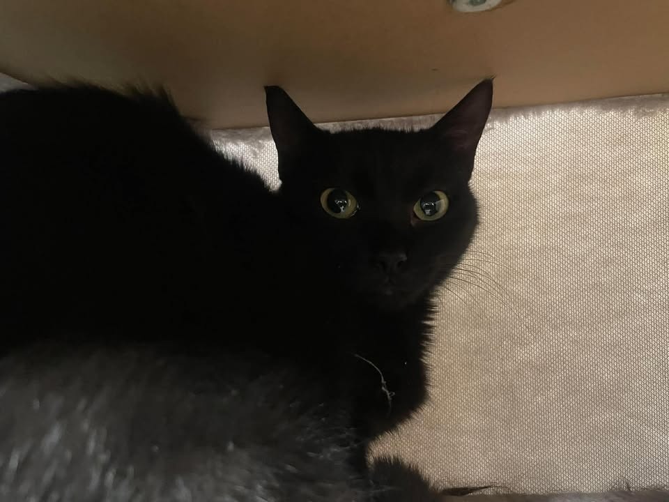 NELLA