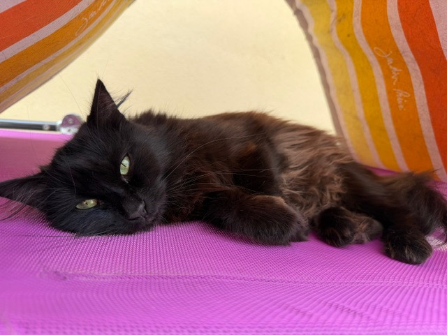 Kikoo