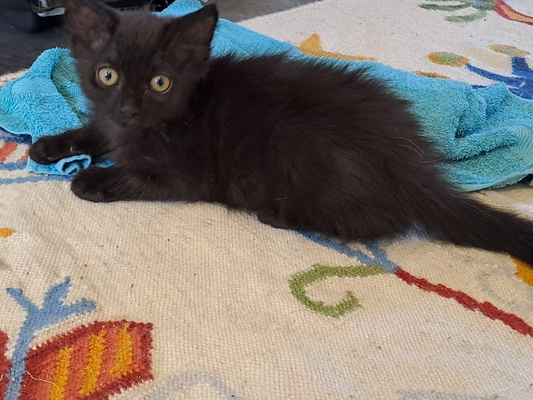NEGAN