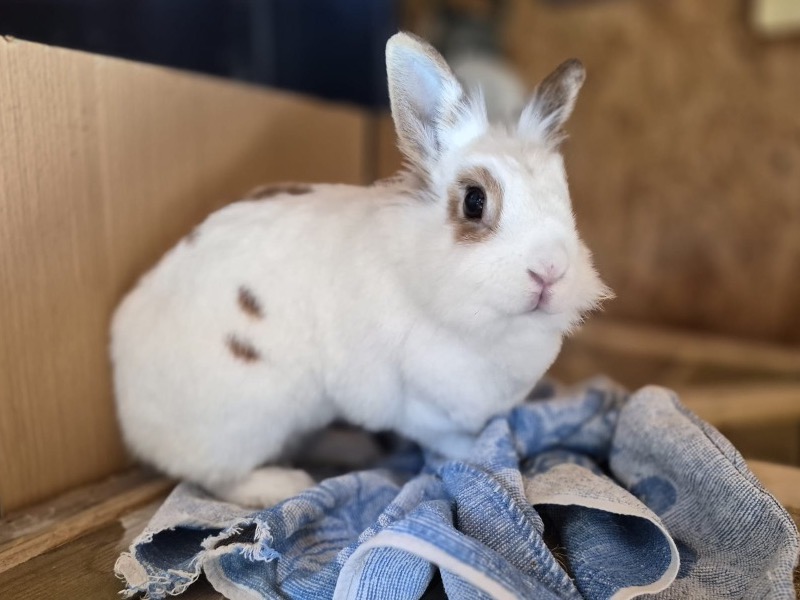 BONNIE