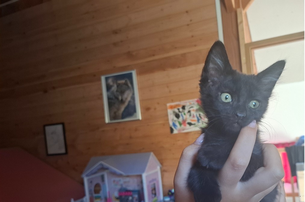 Boxi
