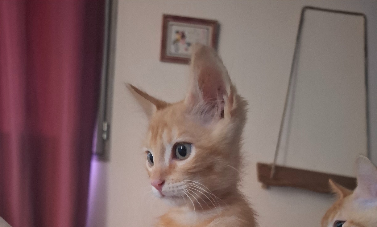 Sam