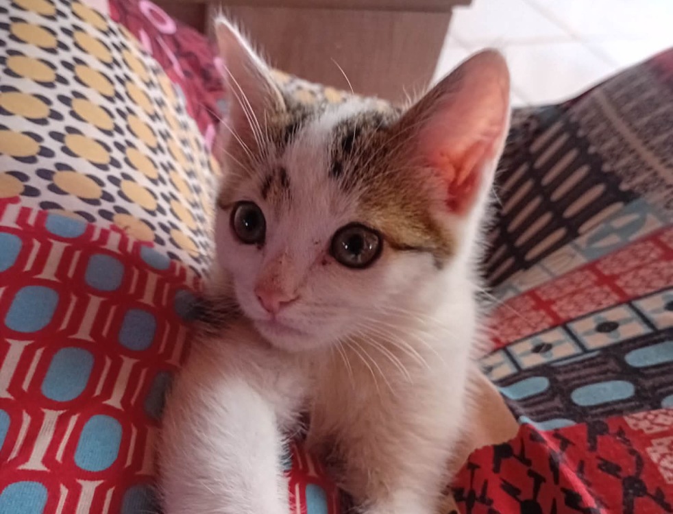 Filou