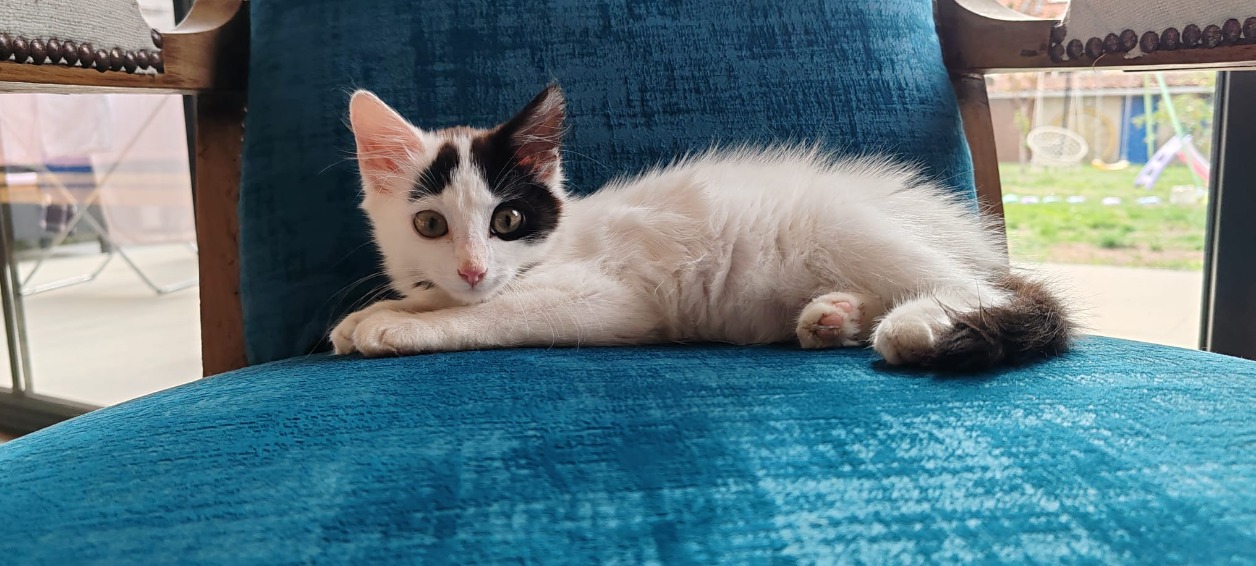 MERLIN