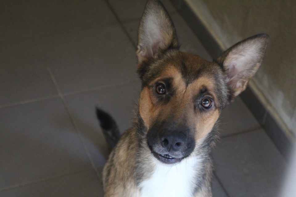 veko