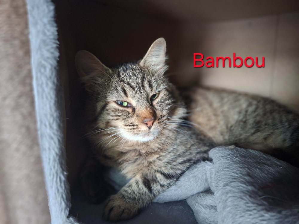 BAMBOU