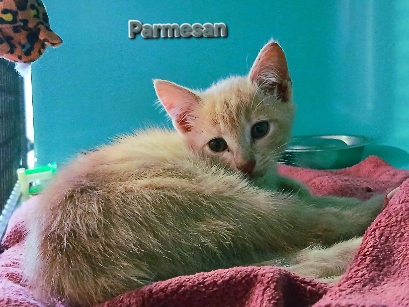 Parmesan
