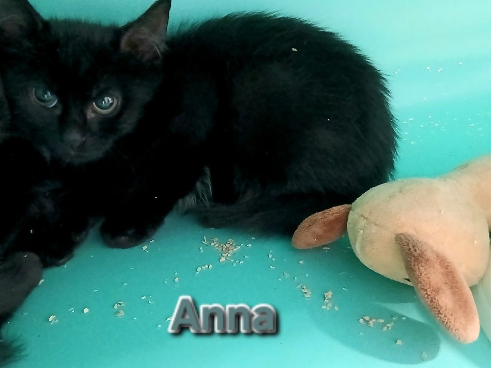 ANNA