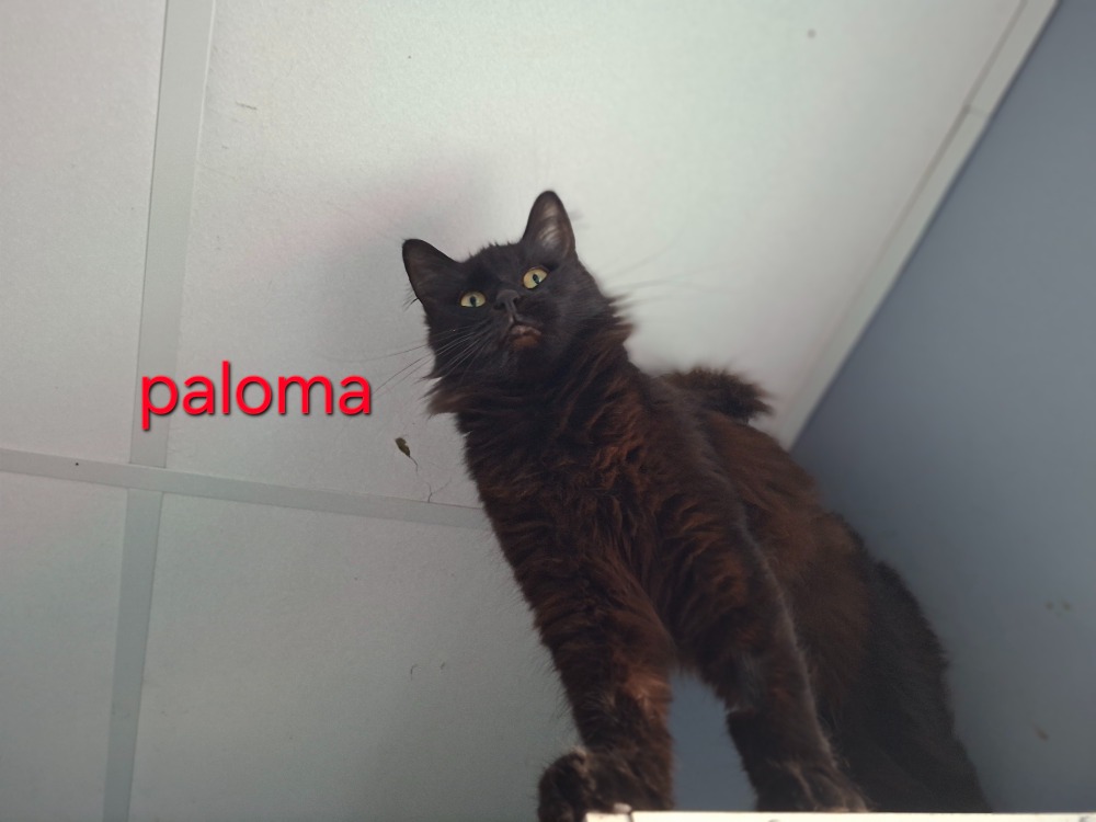 Paloma