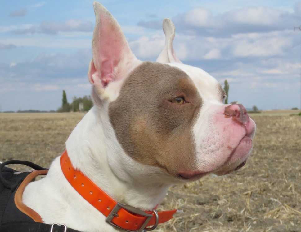 PABLO (Réservé)