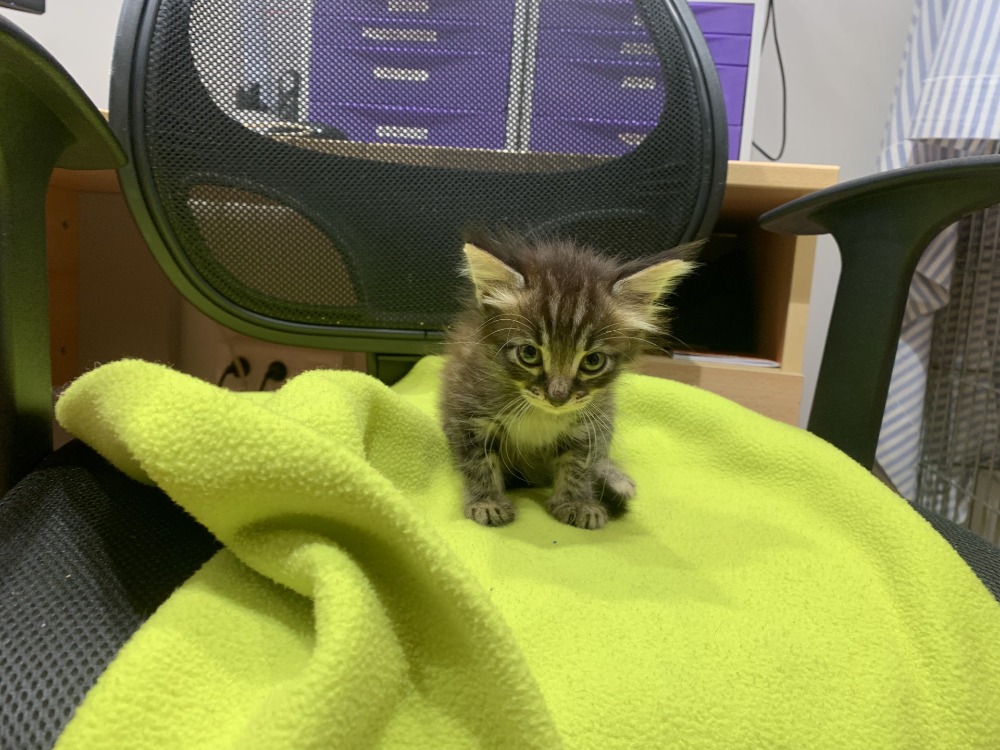 ADONIS (en cours d'adoption)