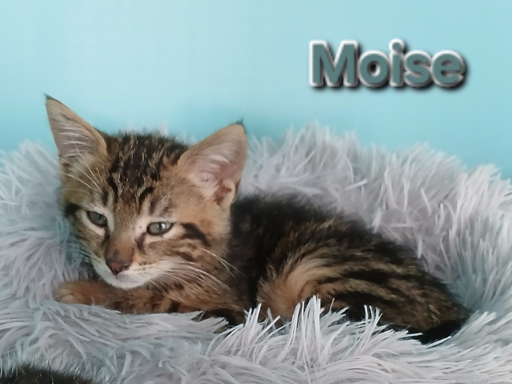MOISE