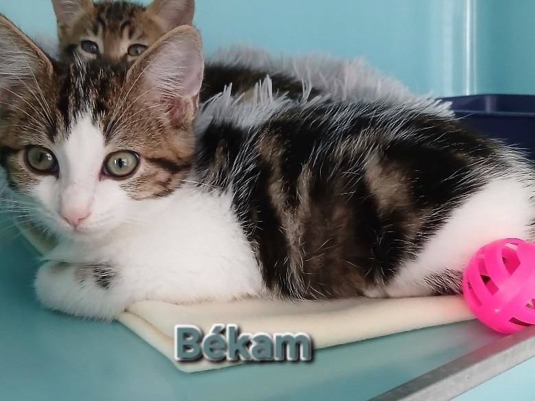 Békam