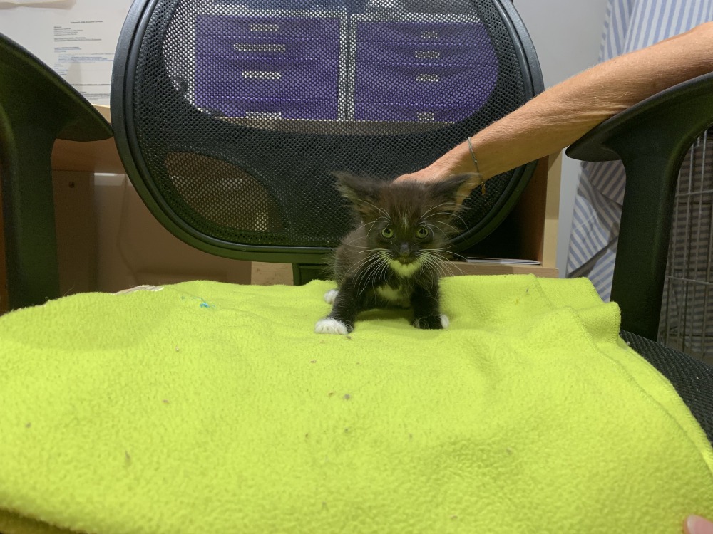 EROS (en cours d'adoption)
