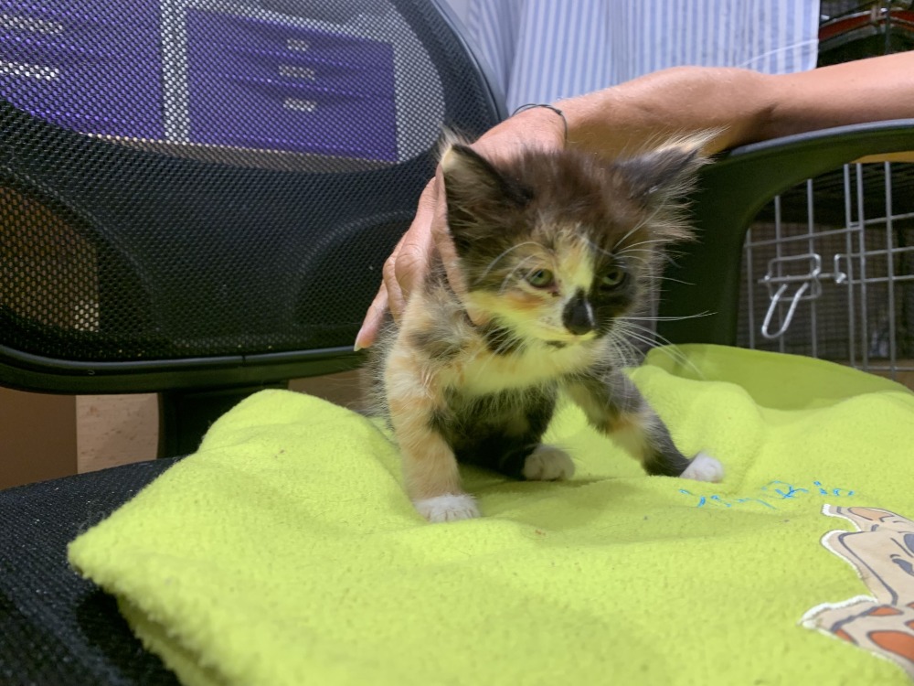 KALI (adoption en cours)