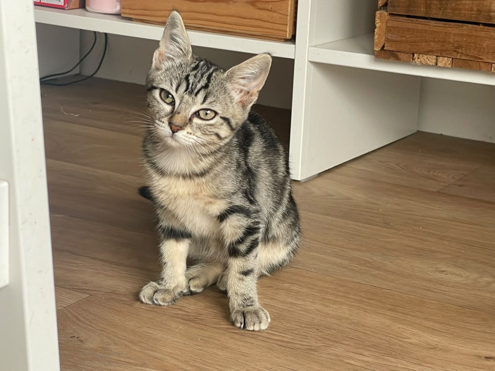 NAYA