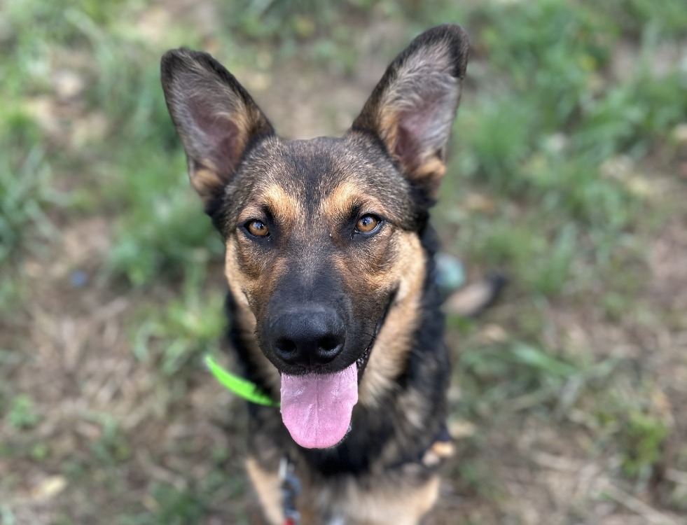 ARLO