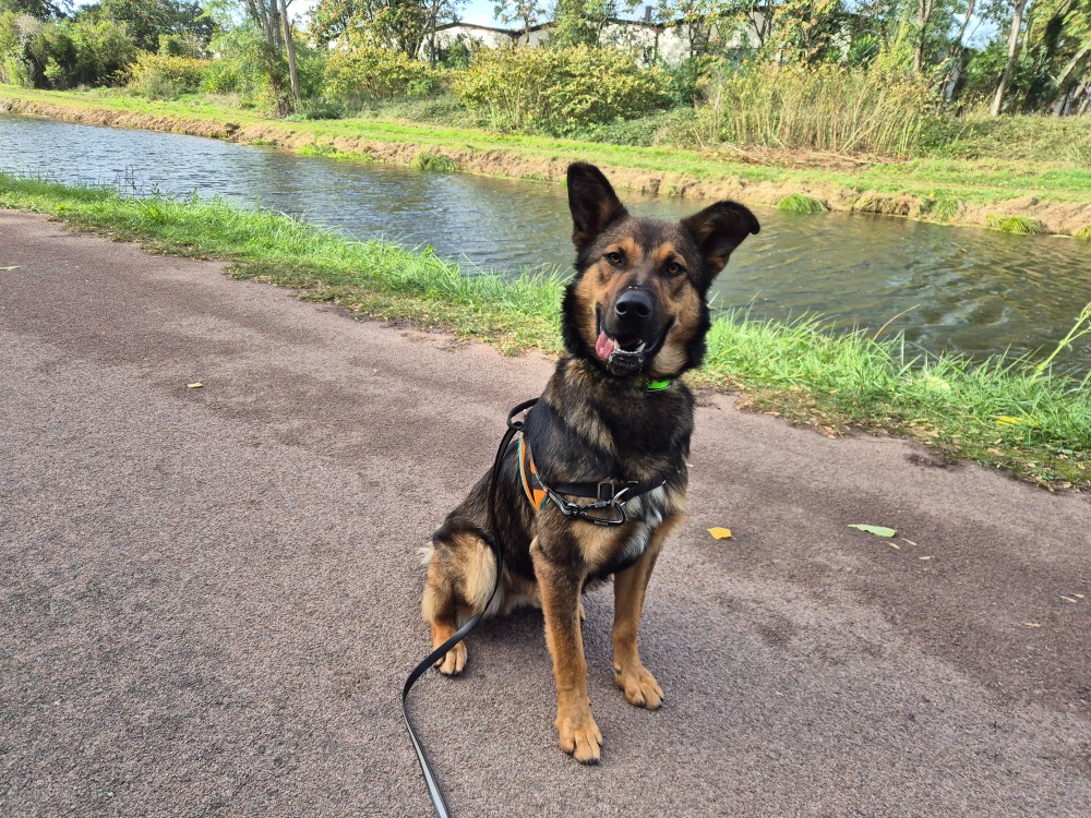 ARLO