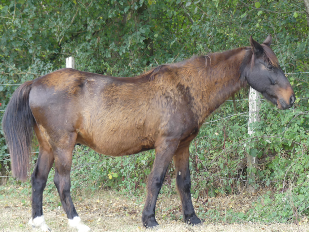 OMALEY DES BRULERIES