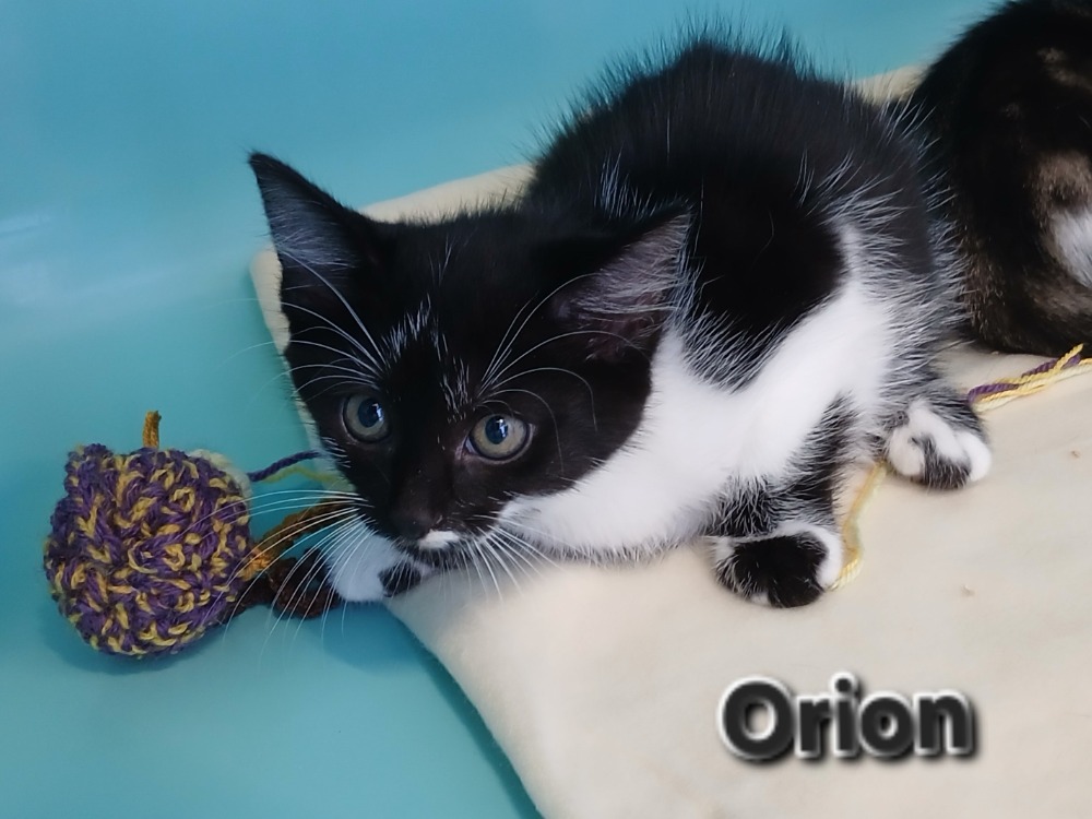 ORION